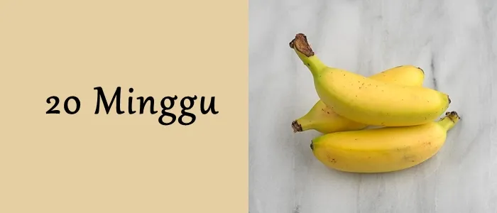 Mengagumi Ukuran Janin dari Minggu ke Minggu. Mulai Seukuran Biji-bijian Hingga Makin Besar! 15