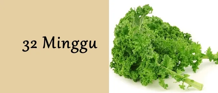 Mengagumi Ukuran Janin dari Minggu ke Minggu. Mulai Seukuran Biji-bijian Hingga Makin Besar! 18