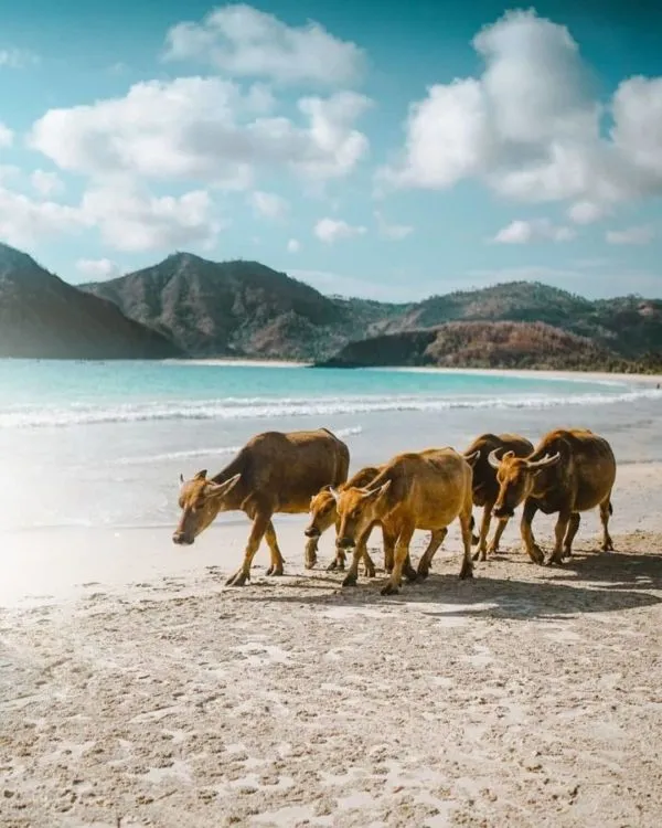 Rekomendasi 7 Pantai Indah di Lombok yang Menunggumu Datang. Kangen Nyebur Nggak Sih? 9