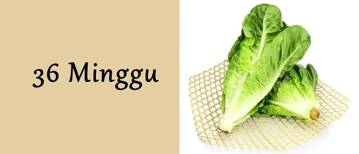 Mengagumi Ukuran Janin dari Minggu ke Minggu. Mulai Seukuran Biji-bijian Hingga Makin Besar! 19