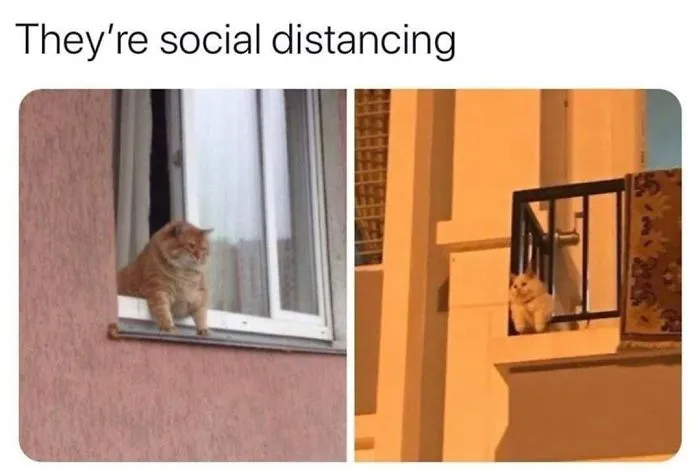 11 Potret Bukti Bahwa Hewan juga Bisa Social Distancing. Gini dong, Kalau Pengin Wabah Cepat Usai! 16
