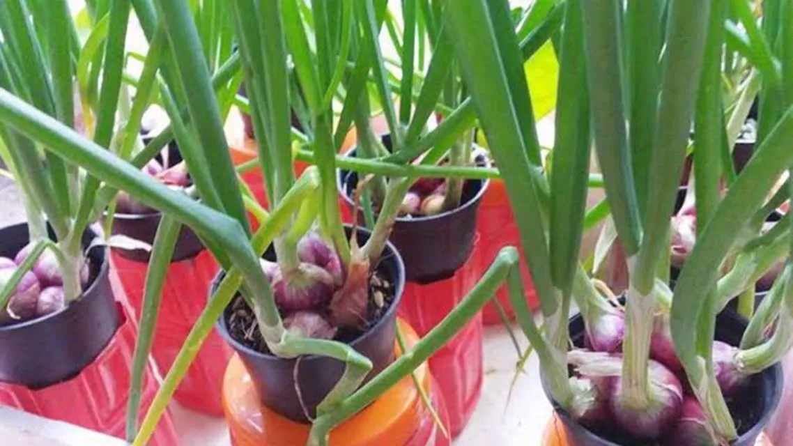 5 Cara Menanam Bawang Merah di Botol atau Tanpa Tanah 8