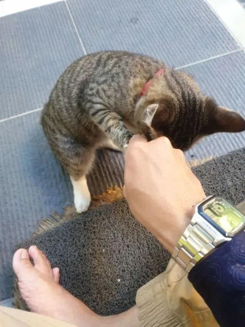 11 Potret Kocak Kucing Ikut Halalbihalal. Gitu dong, Minta Maaf karena Suka Ambil Makan Tanpa Izin! 13