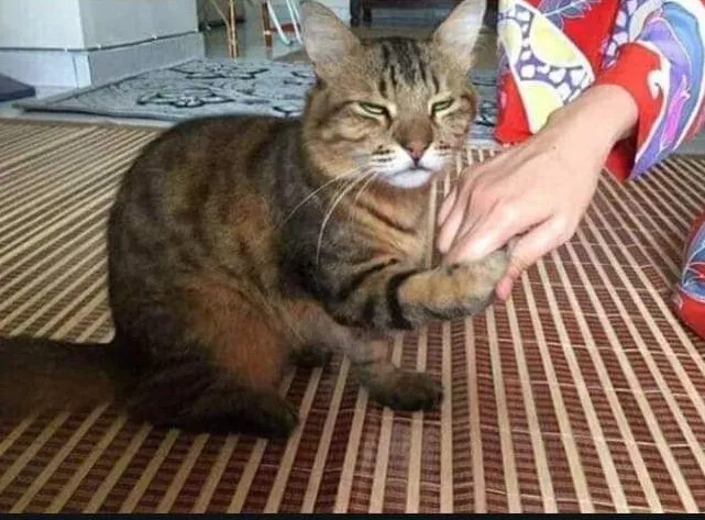 11 Potret Kocak Kucing Ikut Halalbihalal. Gitu dong, Minta Maaf karena Suka Ambil Makan Tanpa Izin! 21