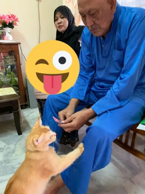 11 Potret Kocak Kucing Ikut Halalbihalal. Gitu dong, Minta Maaf karena Suka Ambil Makan Tanpa Izin! 15