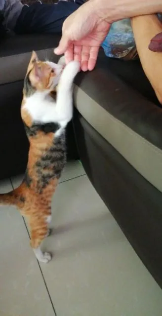 11 Potret Kocak Kucing Ikut Halalbihalal. Gitu dong, Minta Maaf karena Suka Ambil Makan Tanpa Izin! 12