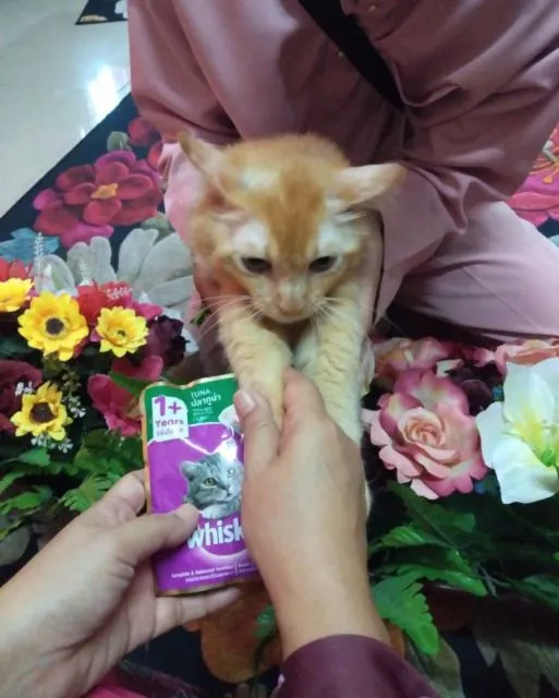 11 Potret Kocak Kucing Ikut Halalbihalal. Gitu dong, Minta Maaf karena Suka Ambil Makan Tanpa Izin! 17