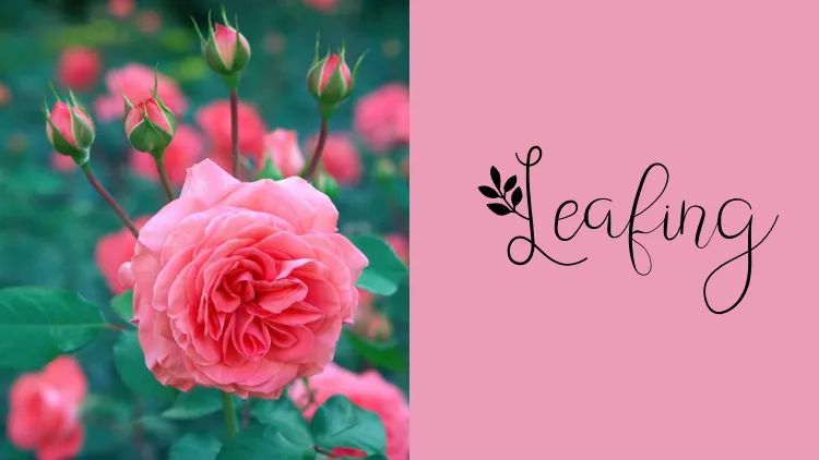 28 Kumpulan Font untuk Undangan Nikah yang Elegan 40