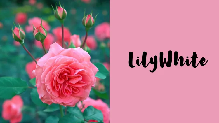 28 Kumpulan Font untuk Undangan Nikah yang Elegan 42