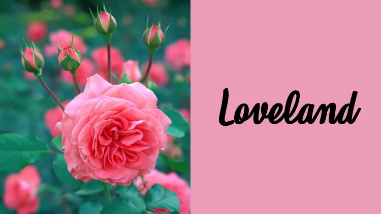 28 Kumpulan Font untuk Undangan Nikah yang Elegan 43