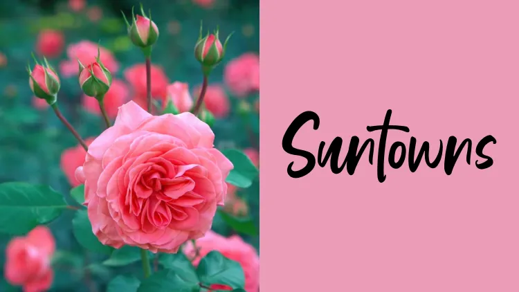 28 Kumpulan Font untuk Undangan Nikah yang Elegan 52