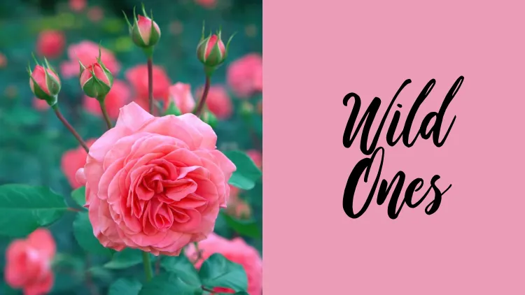 28 Kumpulan Font untuk Undangan Nikah yang Elegan 55
