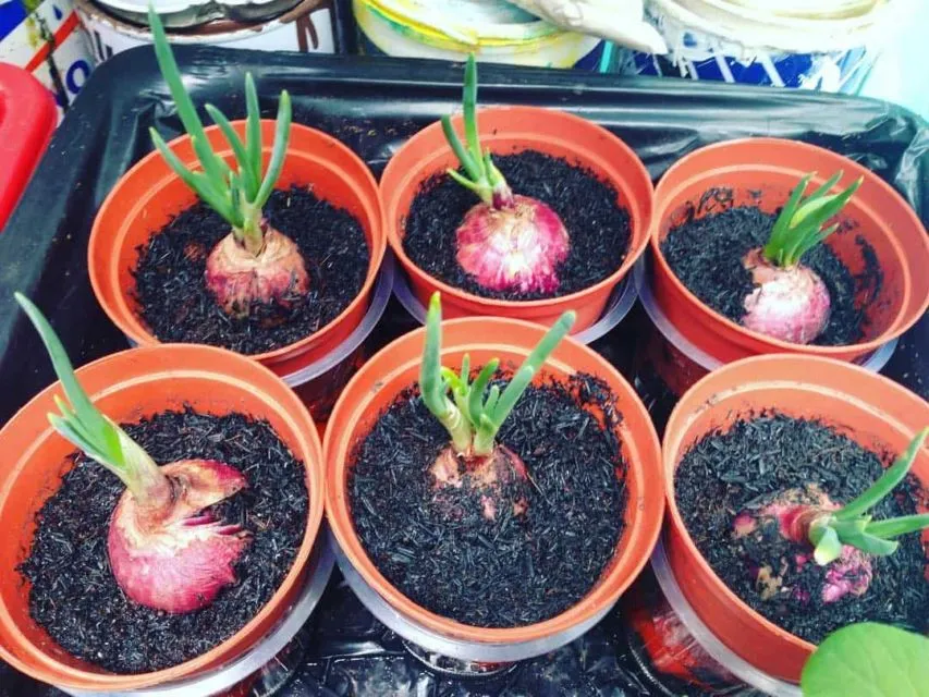 5 Cara Menanam Bawang Merah di Botol atau Tanpa Tanah 6