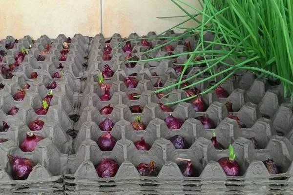 5 Cara Menanam Bawang Merah di Botol atau Tanpa Tanah 10