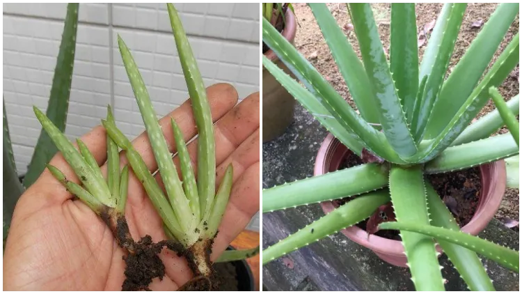 Aneka Cara Menanam Lidah Buaya di Rumah yang Mudah