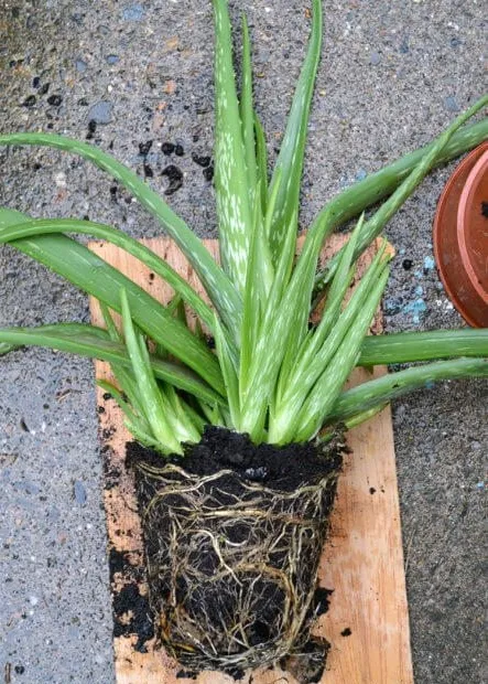 Aneka Cara Menanam Lidah Buaya di Rumah yang Mudah 10