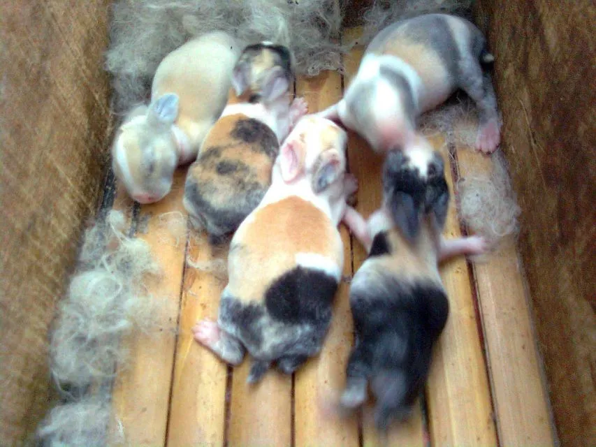 8 Cara Merawat Kelinci dari Anakan Sampai Beranak Nanti. Sehat, Lincah, dan Nggak Cepat Mati 15