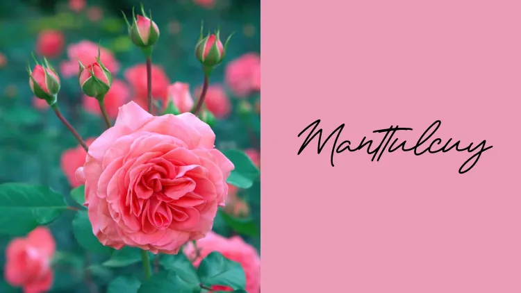 28 Kumpulan Font untuk Undangan Nikah yang Elegan 44
