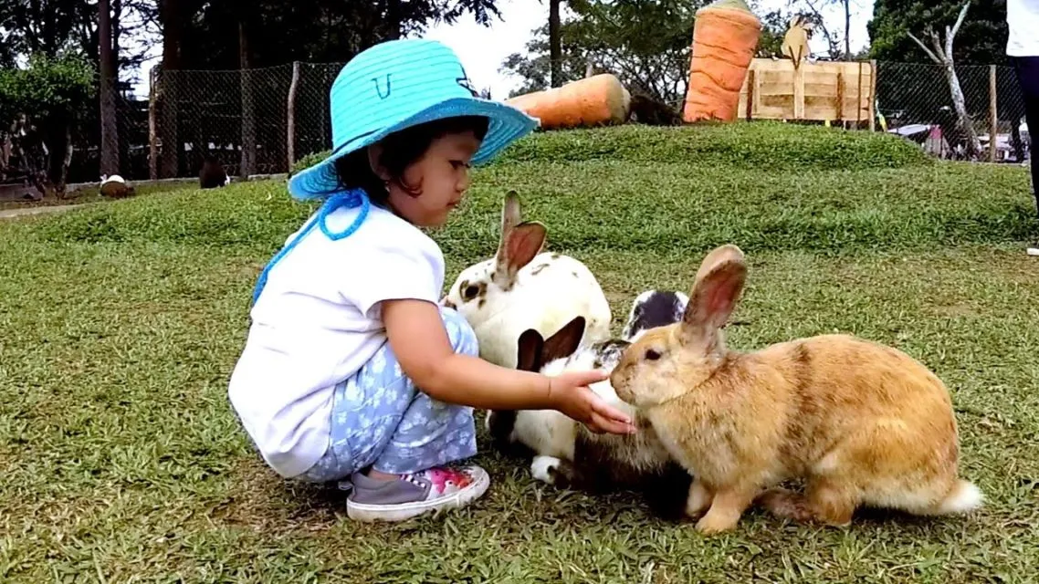 8 Cara Merawat Kelinci dari Anakan Sampai Beranak Nanti. Sehat, Lincah, dan Nggak Cepat Mati 14