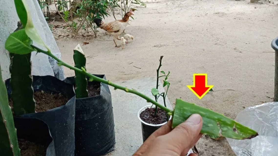 Aneka Cara Menanam Lidah Buaya di Rumah yang Mudah 6