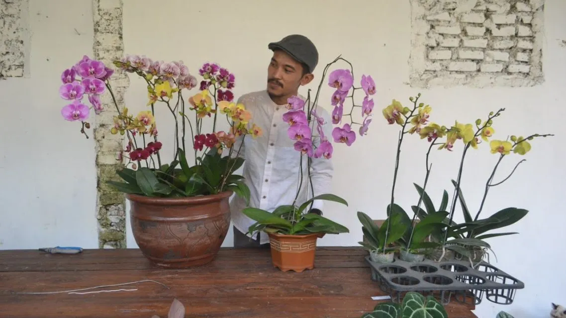 Cara Merawat Anggrek Sesuai Jenisnya. Termasuk Menyelamatkan Anggrek yang Hampir Mati Juga 9