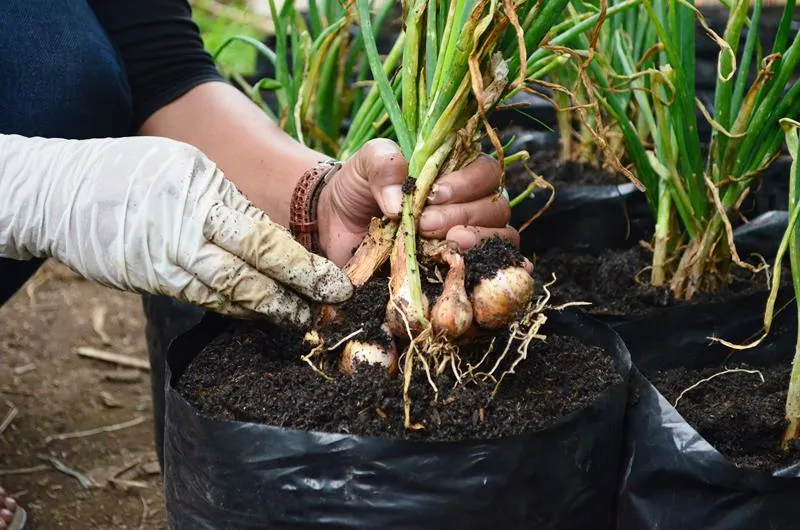 5 Cara Menanam Bawang Merah di Botol atau Tanpa Tanah 7