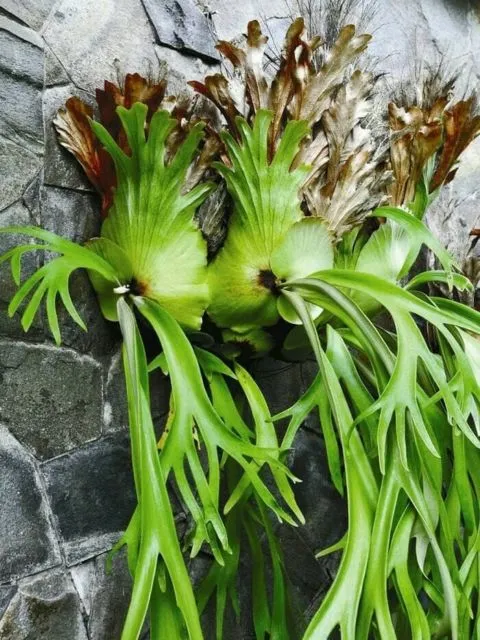 11 Varietas Tanaman Hias Daun yang Warnanya Nggak Hijau Melulu. Jelas Bikin Cantik Rumahmu! 21