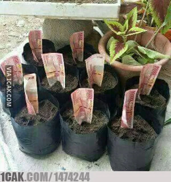 11 Kelakuan Kocak Orang Saat Bercocok Tanam. Mumpung Masih di Rumah Aja, Ayo Menanam yang Betul! 17