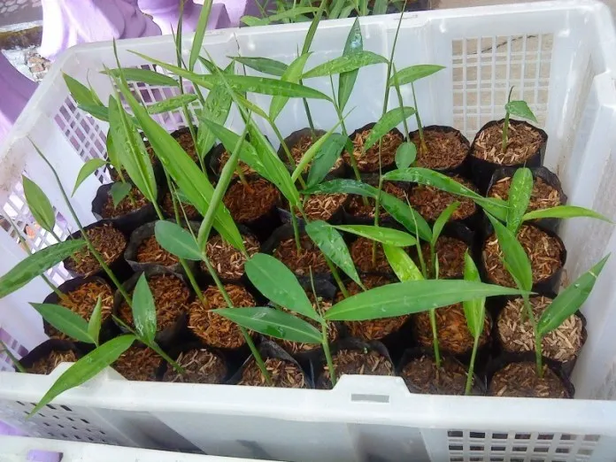 Cara Menanam Jahe Sendiri di Rumah. Meski Cuma Pakai Pot atau Karung, Hasil Panennya Melimpah 17
