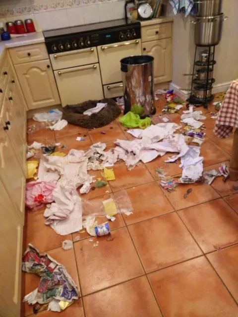 11 Kelakuan Kurang Ajar Hewan Piaraan pada Hooman. Kalau Udah Cinta, Susah buat Marahin :( 15