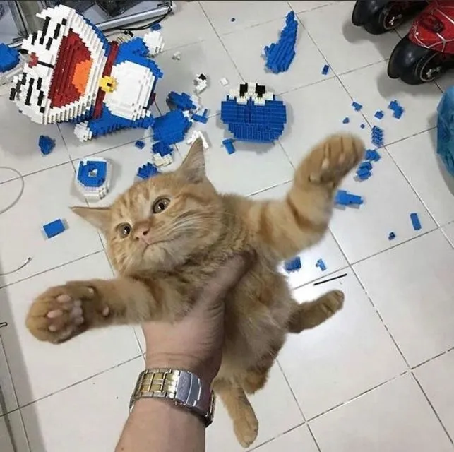 11 Kelakuan Kurang Ajar Hewan Piaraan pada Hooman. Kalau Udah Cinta, Susah buat Marahin :( 12