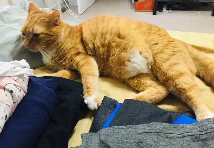 11 Kelakuan Kurang Ajar Hewan Piaraan pada Hooman. Kalau Udah Cinta, Susah buat Marahin :( 17