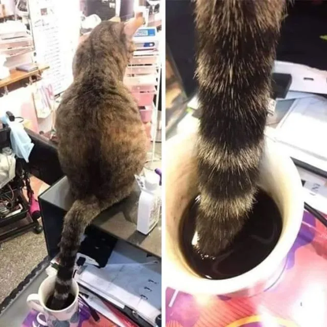 11 Kelakuan Kurang Ajar Hewan Piaraan pada Hooman. Kalau Udah Cinta, Susah buat Marahin :( 14
