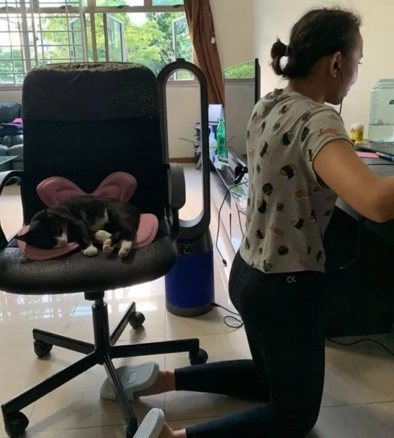 11 Kelakuan Kurang Ajar Hewan Piaraan pada Hooman. Kalau Udah Cinta, Susah buat Marahin :( 13