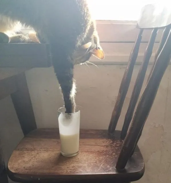 11 Kelakuan Kurang Ajar Hewan Piaraan pada Hooman. Kalau Udah Cinta, Susah buat Marahin :( 18