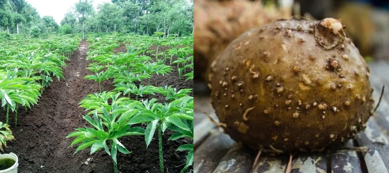 Jadi Menu Diet Prilly Latuconsina, Ini 4 Fakta Tentang Beras Shirataki yang Disebut Beras Ajaib! 12