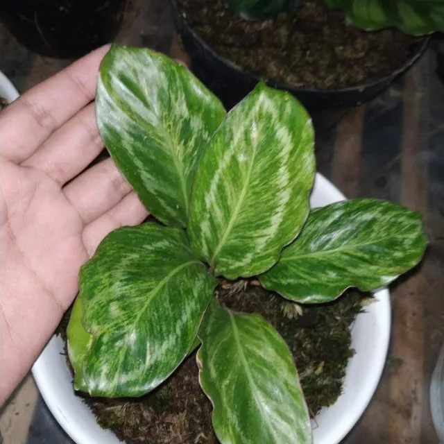 11 Varietas Tanaman Hias Daun yang Warnanya Nggak Hijau Melulu. Jelas Bikin Cantik Rumahmu! 22