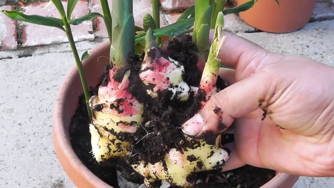 Cara Menanam Jahe Sendiri di Rumah. Meski Cuma Pakai Pot atau Karung, Hasil Panennya Melimpah 18