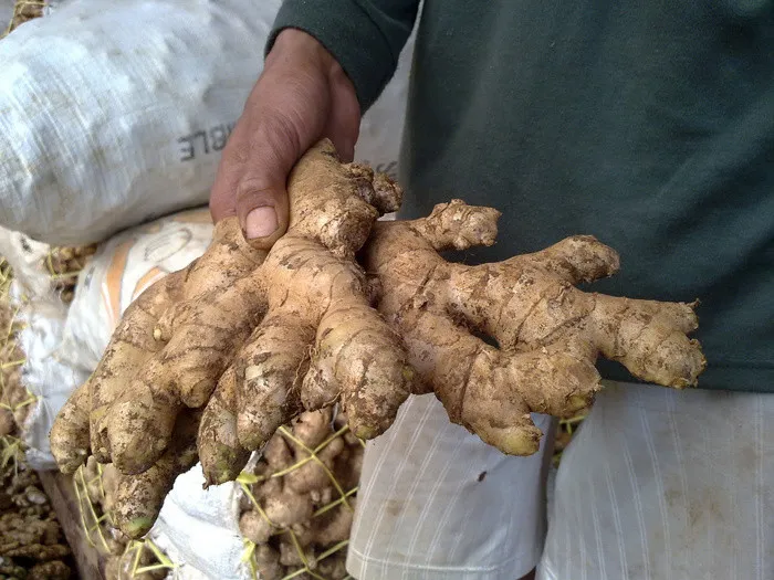 Cara Menanam Jahe Sendiri di Rumah. Meski Cuma Pakai Pot atau Karung, Hasil Panennya Melimpah 10