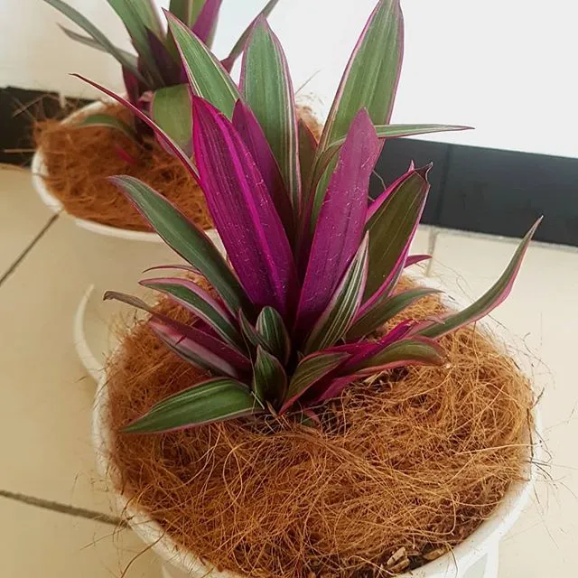 11 Varietas Tanaman Hias Daun yang Warnanya Nggak Hijau Melulu. Jelas Bikin Cantik Rumahmu! 19