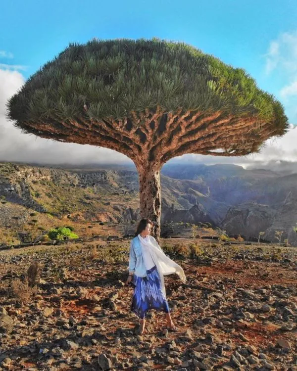 Traveler Ini Terjebak dan Isolasi Mandiri di Pulau Socotra. Pulau Misterius yang Juga Dijuluki Pulau Alien! 6