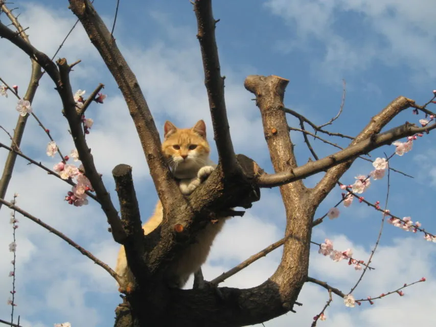 Ternyata Jadi Kucing itu Susah lo, Kerjanya Nggak Cuma Goleran dan Bikin Kesel Aja Kok~ 8