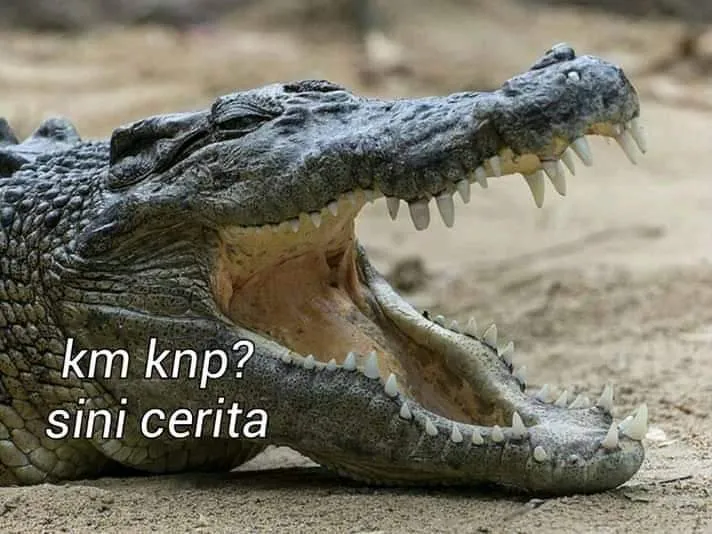 11 Kumpulan Meme Kocak Seekor Buaya. Duh, Pas Banget sama Omongan para Lelaki yang Nggak Beres~ 13