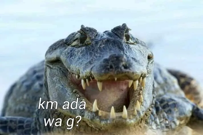 11 Kumpulan Meme Kocak Seekor Buaya. Duh, Pas Banget sama Omongan para Lelaki yang Nggak Beres~ 14