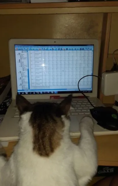 Ternyata Jadi Kucing itu Susah lo, Kerjanya Nggak Cuma Goleran dan Bikin Kesel Aja Kok~ 7