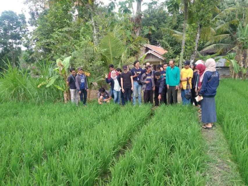 Viral Lulusan Fisipol UGM Mantap Berkarier jadi Petani. Ternyata Tak Perlu Punya Lahan Sendiri~ 5