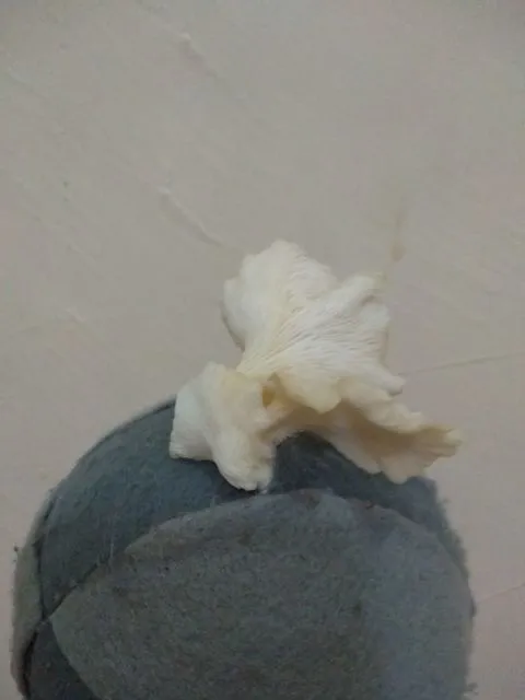 Dari Sekolah Sampai Kamar Kos, Begini Penampakannya Setelah Lama Ditinggalkan. Efek Pandemi :( 19