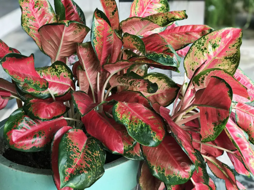 11 Varietas Tanaman Hias Daun yang Warnanya Nggak Hijau Melulu. Jelas Bikin Cantik Rumahmu! 16