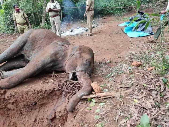 Gajah yang Tengah Hamil Ini Mati Setelah Makan Nanas Berisi Petasan. Kejam Sekali ya Manusia! 4