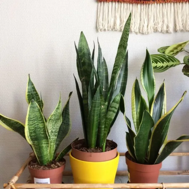 11 Varietas Tanaman Hias Daun yang Warnanya Nggak Hijau Melulu. Jelas Bikin Cantik Rumahmu! 13